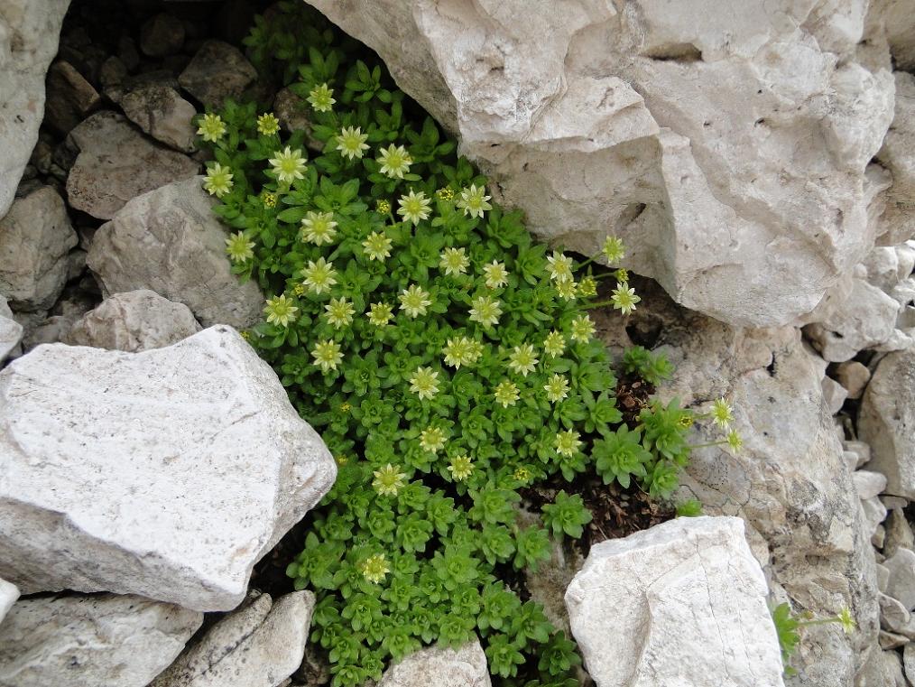 Saxifraga sedoides / Sassifraga setolosa